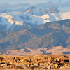 Elk herd, dunes, and Crestone Peaks