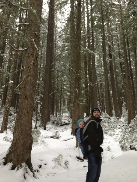 Trail of the Shadows forest