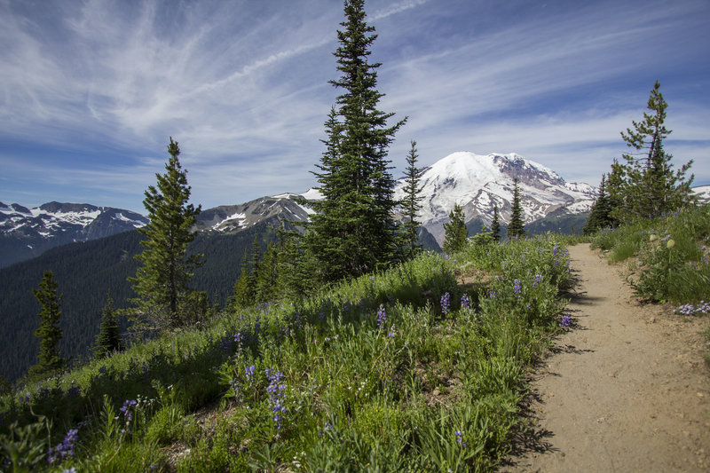 Silver Forest Trail.