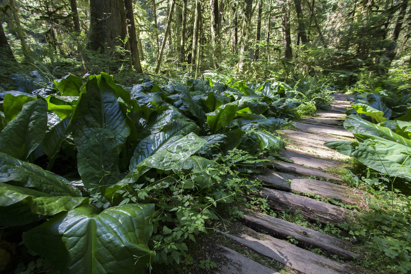 Boardwalk on the Rain Forest Trail near the Carbon River entrance.
<br>
NPS photo by Emily Brouwer