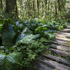 Boardwalk on the Rain Forest Trail near the Carbon River entrance.
<br>
NPS photo by Emily Brouwer