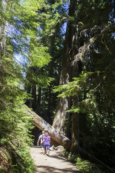 Hikers walk on the trail that leads to the Grove of the Patriarchs.