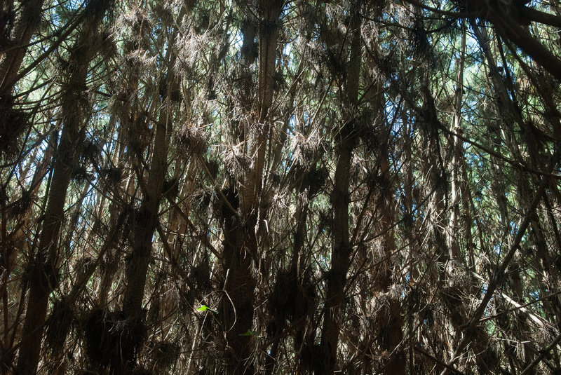 Dense Bishop pine regrowth on the Bucklin Trail in Point Reyes