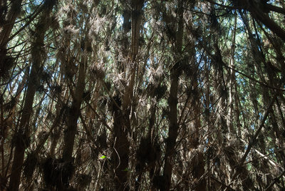Dense Bishop pine regrowth on the Bucklin Trail in Point Reyes