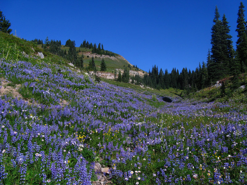 Lupine meadow on Naches Loop Trail