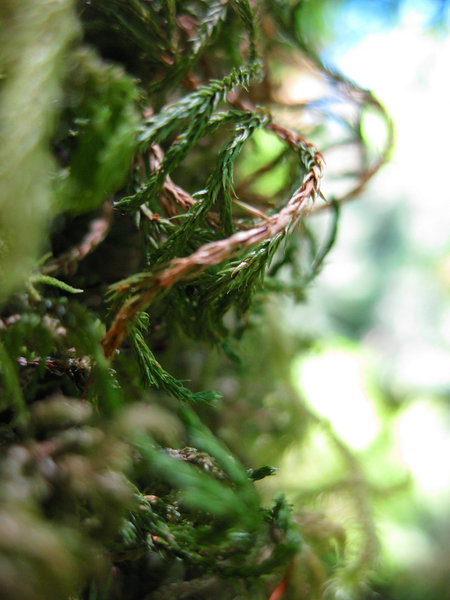 Macro mode of Moss