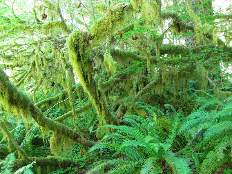 Greeny Hoh Rainforest