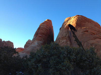 Raven near the Devils Garden trailhead