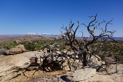 Klondike Bluffs tree