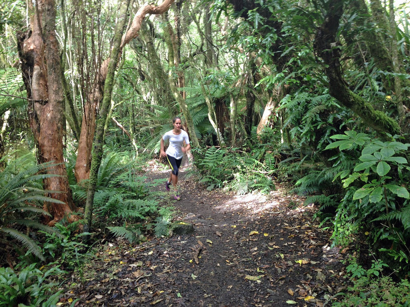 Beautiful forest on McGouns Track