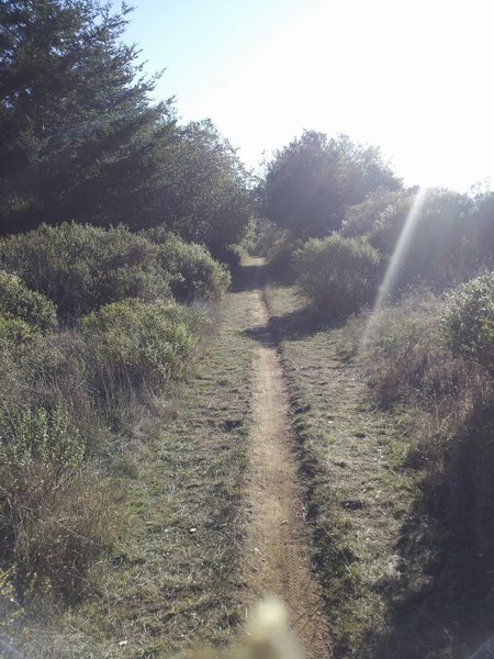 Entering the woods on Bolinas Ridge