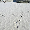 Penguin tracks on the beach.