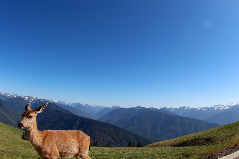 The deer and the Olympic Mountains overlook