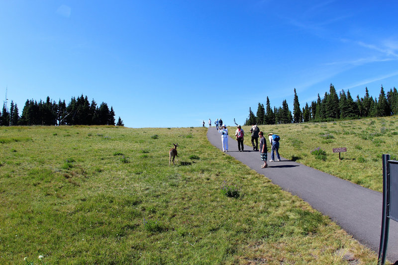 Stay on paved trails- Big Meadow Trail