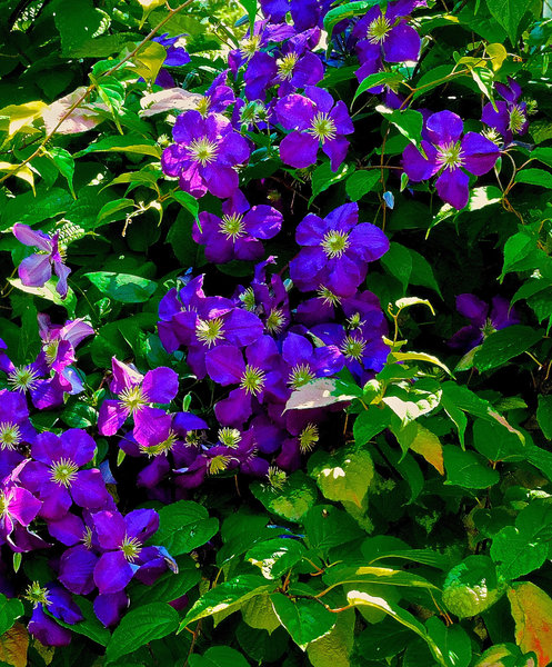 Purple clematis from the Tolt Pipeline Trail