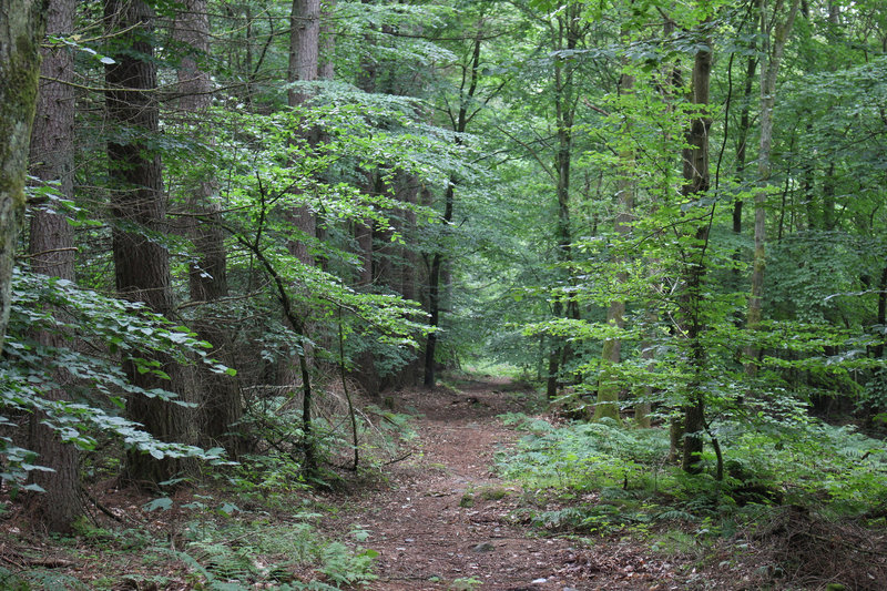 Forest path In Skrylle.   Skryllegården