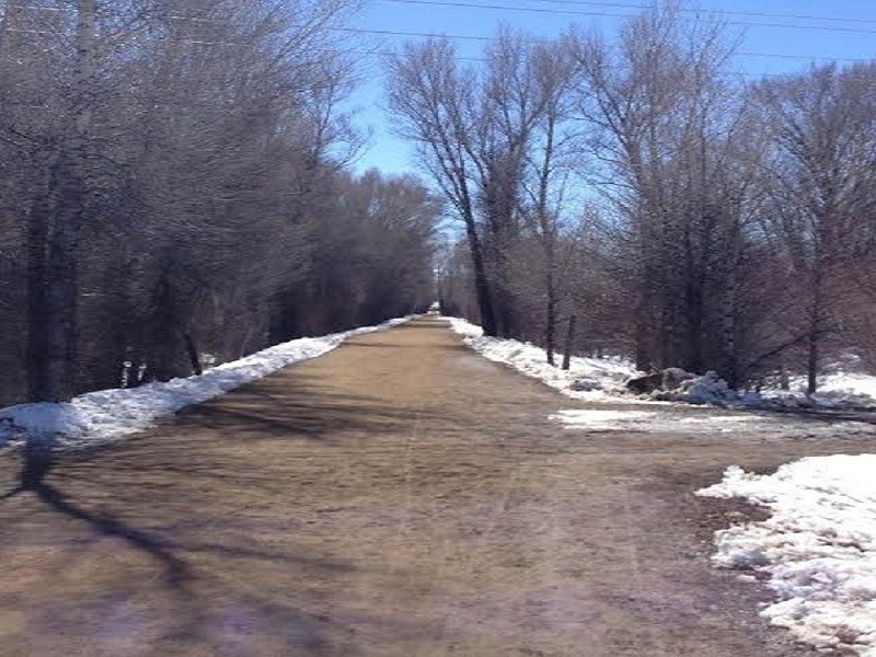 Looking south towards the start and through the tall trees.