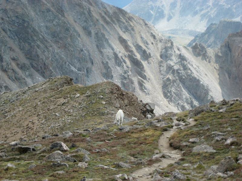 A couple hundred feet below the summit of Mt. Harvard.