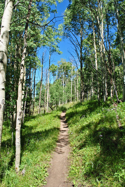 Running through the aspens!