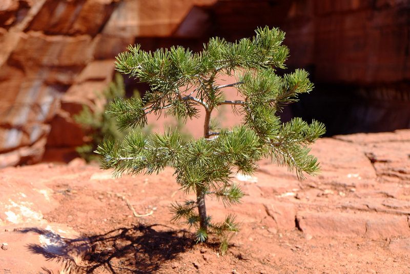 A small tree in front of a big hole on the Jordan Trail