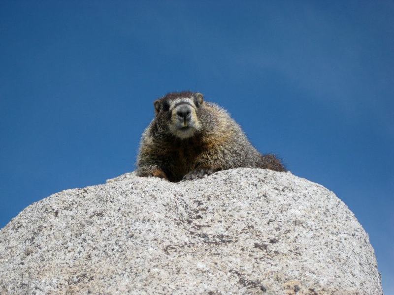 A curious critter chills along the summit ridge of Mt. Shavano.