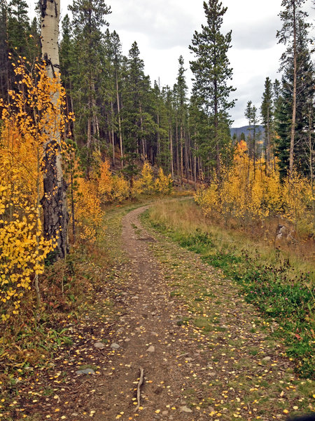 Beautiful aspen leaves lining the Keystone Aqueduct Trail