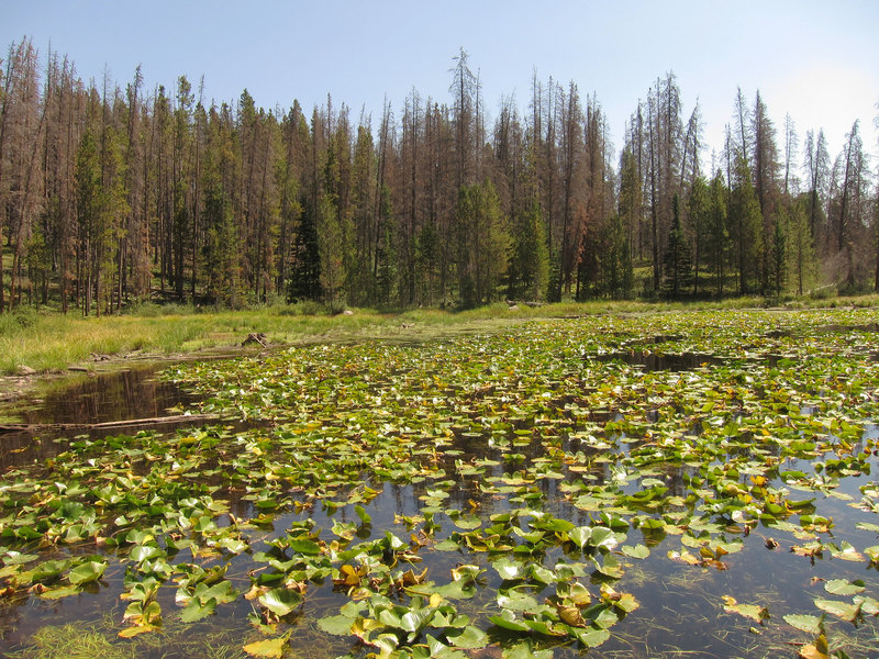 Eagles Nest Wilderness Lily Pad Lake