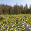 Eagles Nest Wilderness Lily Pad Lake