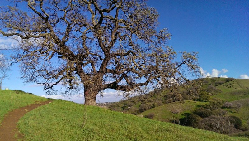 Last beautiful lone-tree. Once you reach this tree, the run is almost over. Good or bad, depending on how you feel. :)