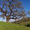 Last beautiful lone-tree. Once you reach this tree, the run is almost over. Good or bad, depending on how you feel. :)