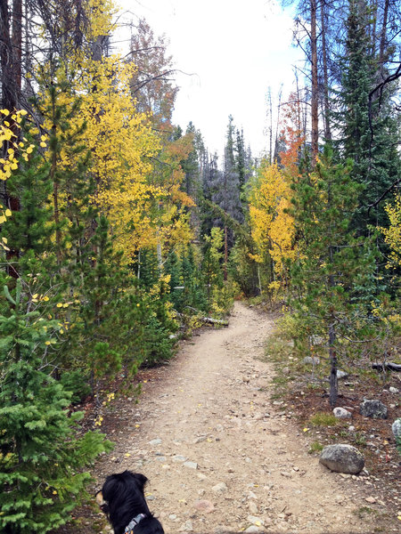 Beautiful fall colors on Rock Creek Trail