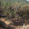 Brand new singletrack along the rim