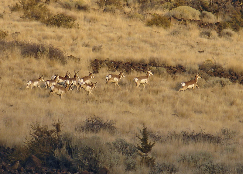 Pronghorn at dusk