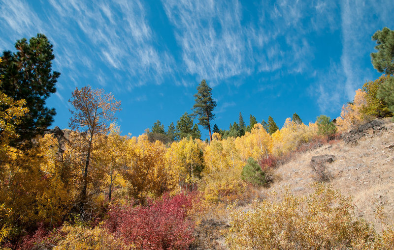 aspens