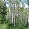 Aspens along the trail