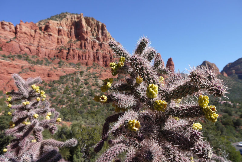 Flowering cactus and beautiful red rocks on the Chapel Trail.