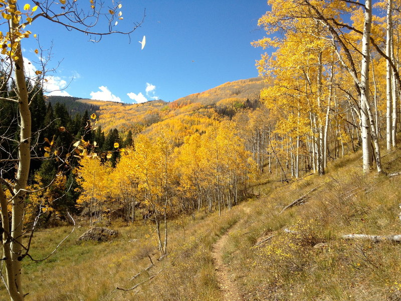 Welcome to fall in Colorado on the Two Elk Trail!