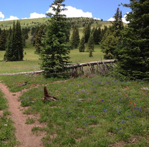 This downed tree (as of July 2013) makes it VERY easy to miss this turn for Two Elk Connector