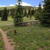 This downed tree (as of July 2013) makes it VERY easy to miss this turn for Two Elk Connector