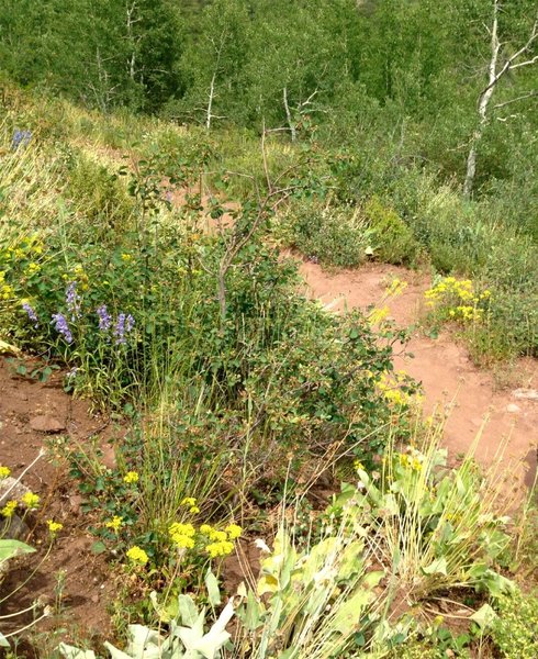 Good wildflowers in this sunny section.