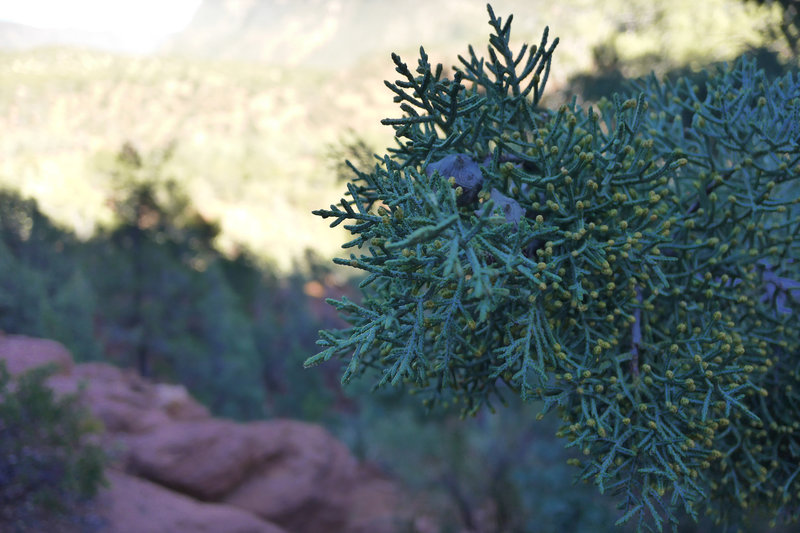 A juniper?  On the Wilson Mountain Trail.