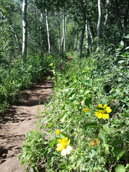 Typical conditions on Lower Jenni's Trail