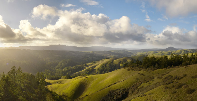 Looking north from Barnabe Fire Road in Samuel P Taylor Park