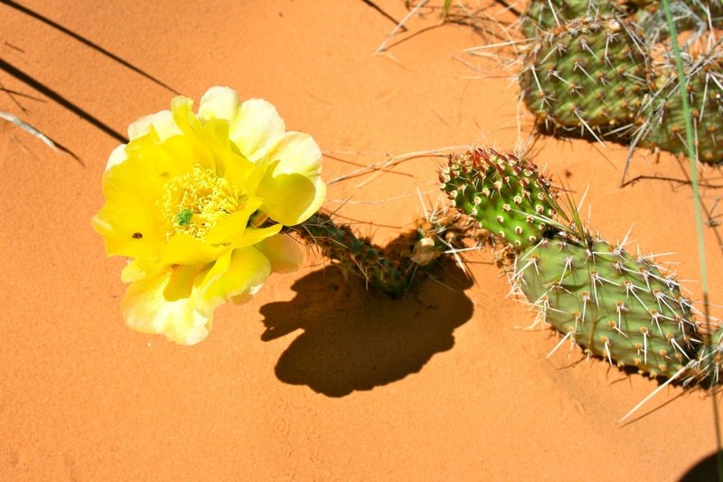 Cactus flower on  Devil's Garden Loop