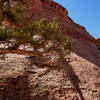 Wizened tree and coarse sandstone