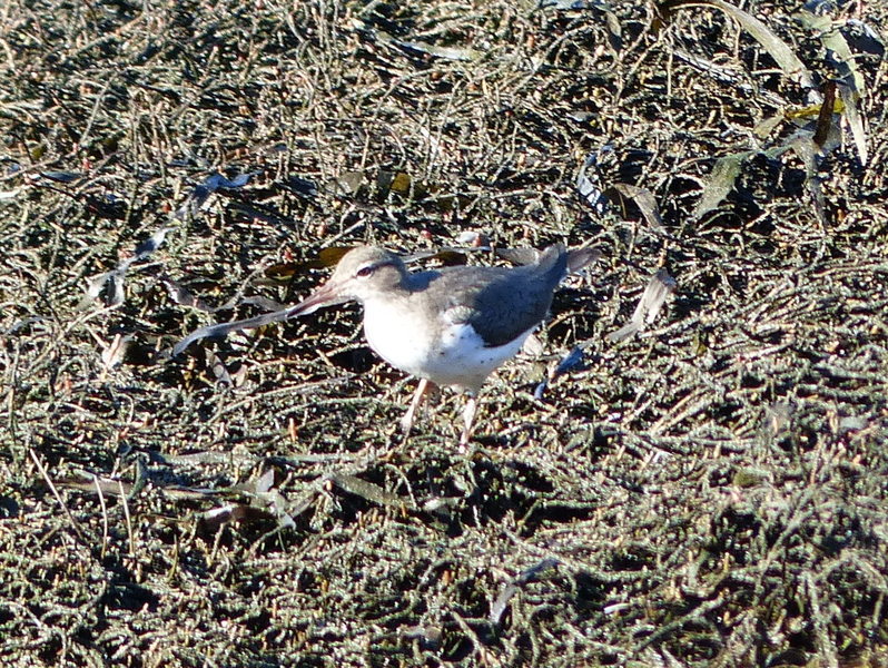 Small shorebird