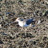 Small shorebird