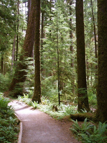 Trail to Sol Duc Falls