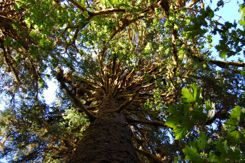 Mossy tree trunk