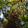 Mossy tree trunk